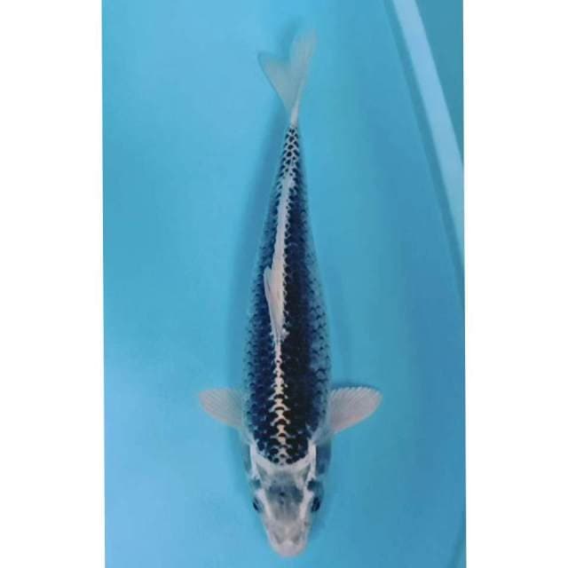 Black kawari