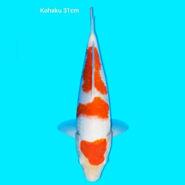 Kohaku 31 cm