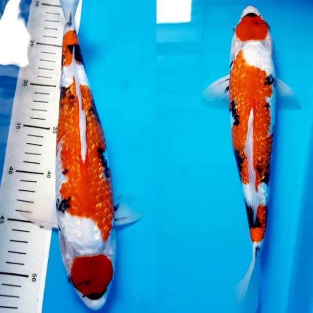 MARUTEN SHOWA GINRIN 35cm JANTAN