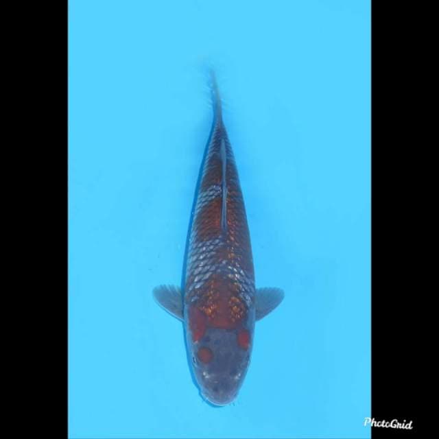 32cm , Ochiba Ginrin SQ , Male