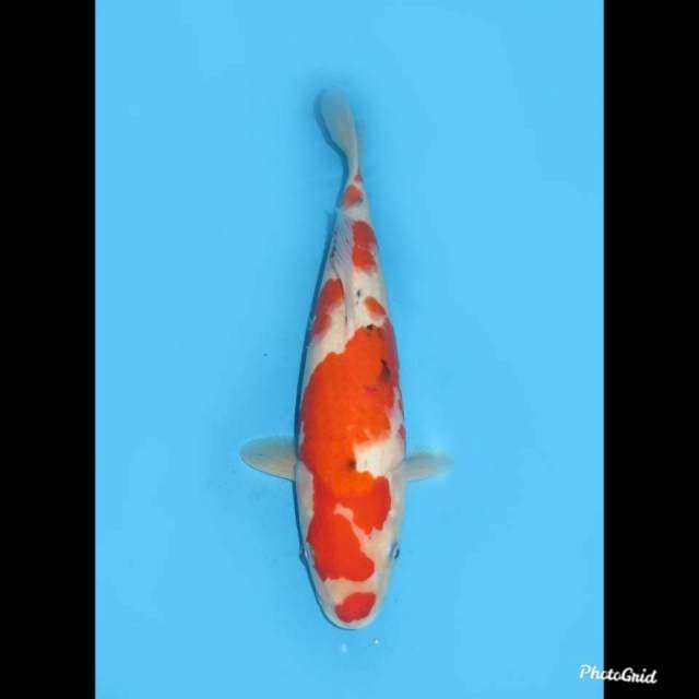 39cm , Jumbo Tosai Sanke , Female