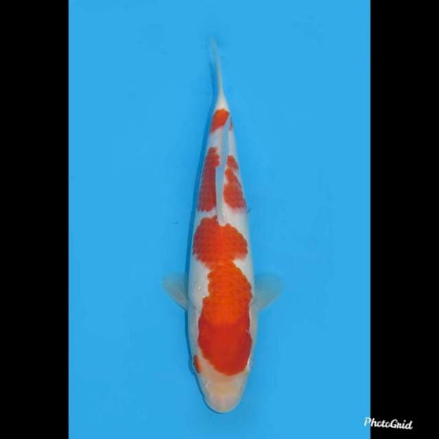 25cm , Sandan Kohaku HQ , Male