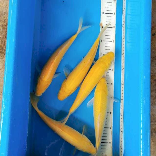 Karasi yellow 1paket