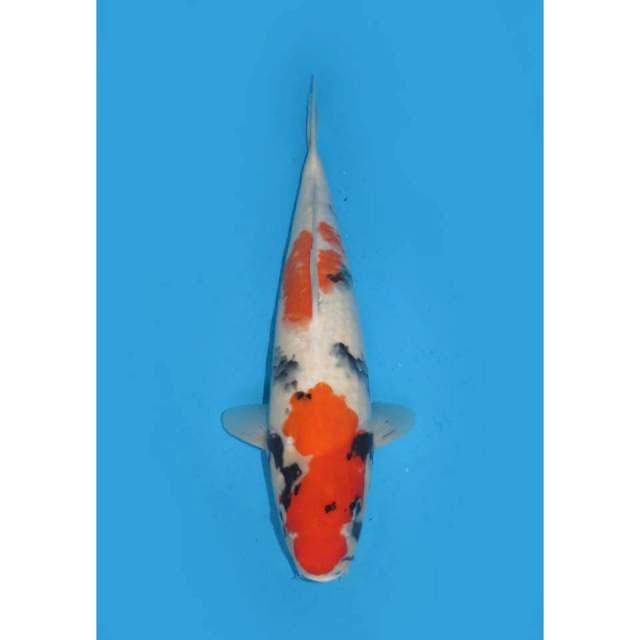 Jumbo Kindai Showa - 45cm