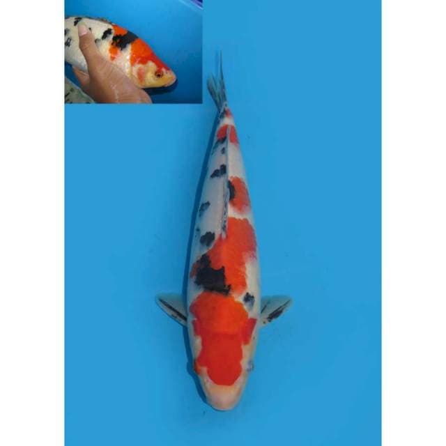 Sanke Bakat Jumbo - 28cm