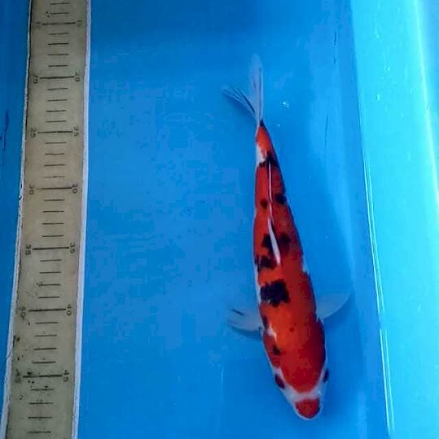 Sanke merah darah size 28 cm