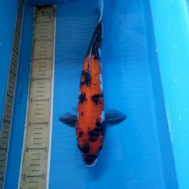 Showa ginrin size 37 cm