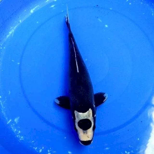 Tancho black moon