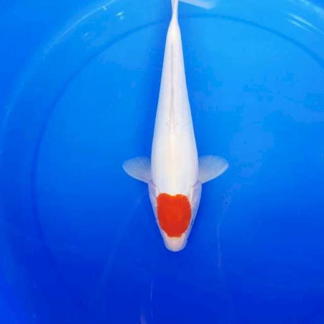 TC kohaku doitsu ori