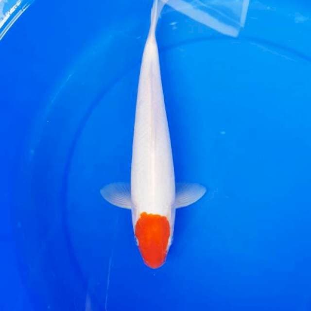 TC kohaku