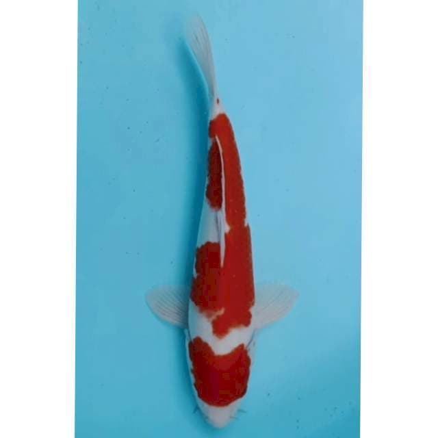 Kohaku