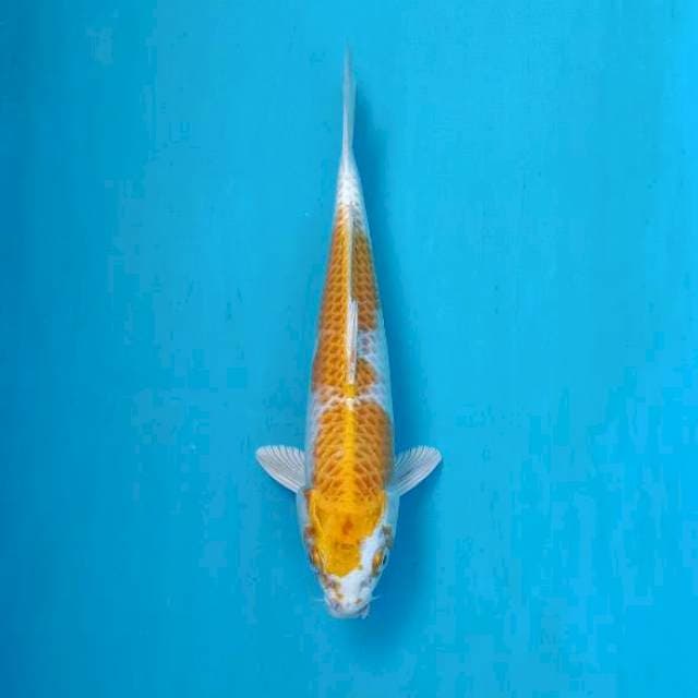 Hariwake