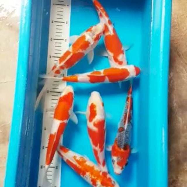 7 EKOR MIX 28-30cm