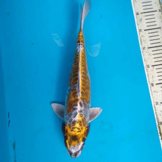 Kikoryu