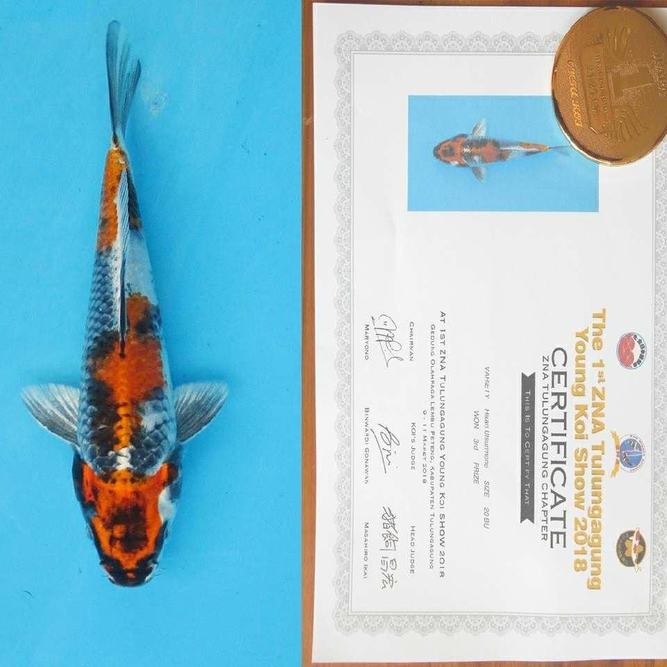 Hikari utsurimono juara 3 zna size 20 bu