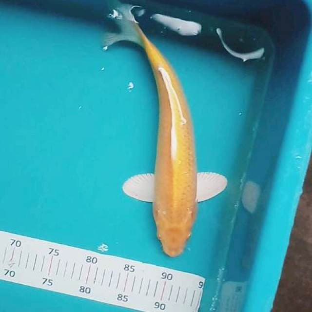 Kigoi hikari 34 cm