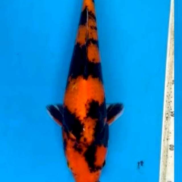 Hi u male 38