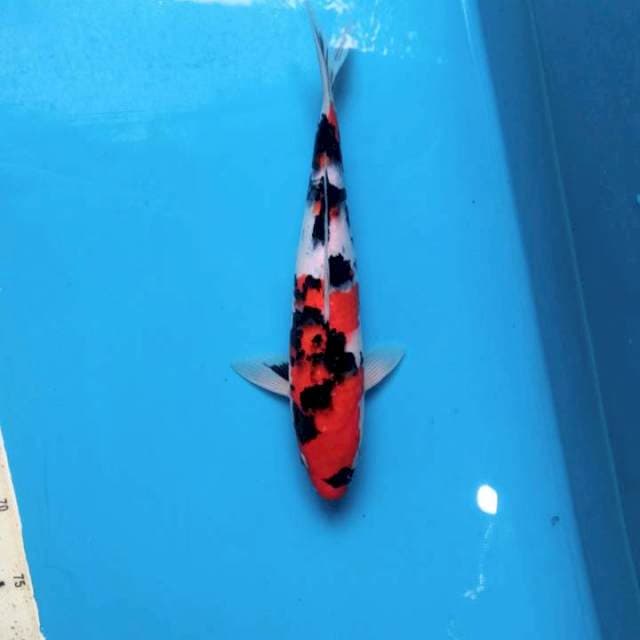 Strong sanke 32cm Female