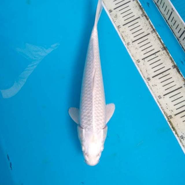 Platinum mulus