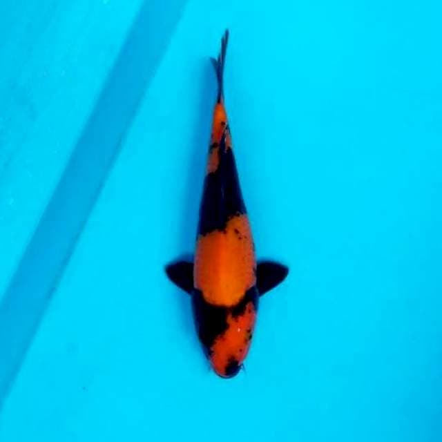 HI UTSURI PLUS 24 CM