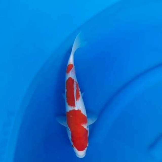 2. Kohaku istimewa 30bu