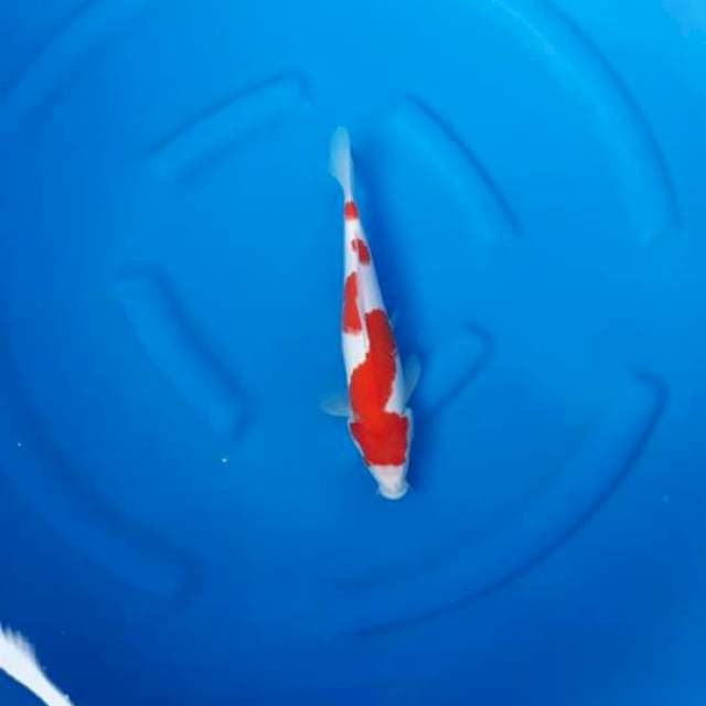 5. Kohaku istimewa 30bu