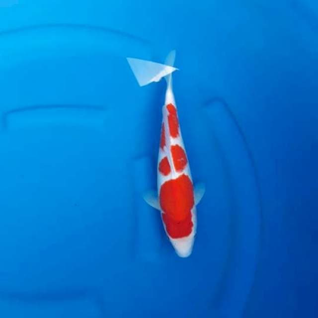 10. Kohaku step 3 istimewa 30bu