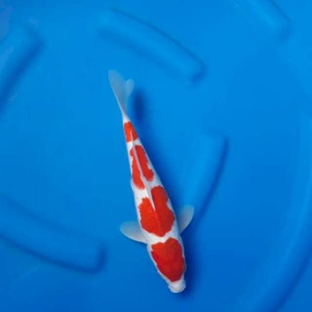16. Kohaku istimewa 30bu