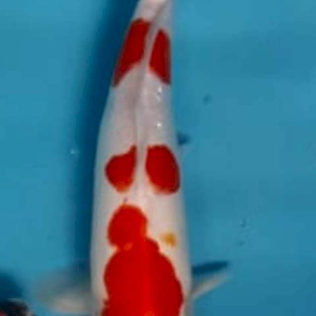 Kohaku doit merah stroong..