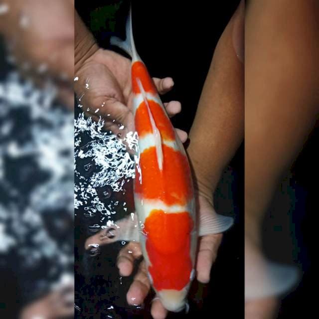 Kohaku yondan 35cm