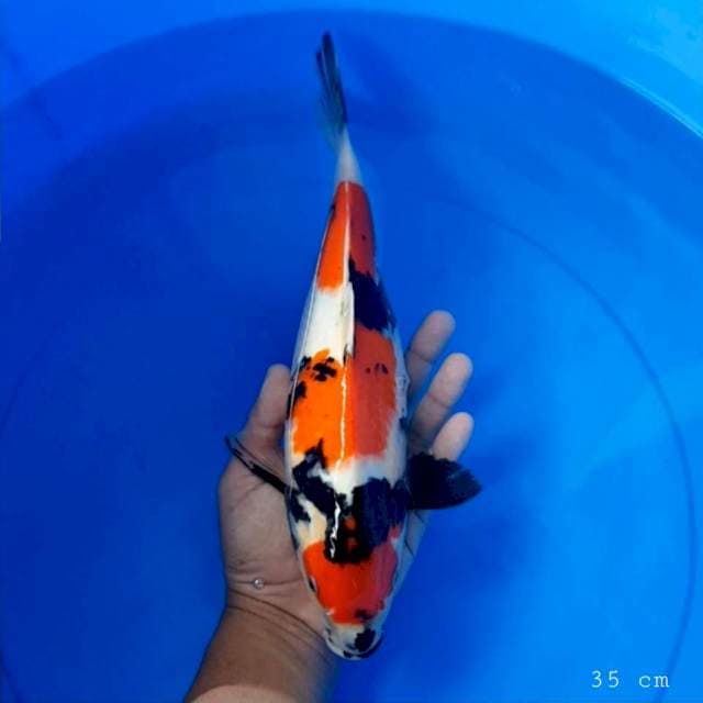 Marutan Showa sisik 35 cm