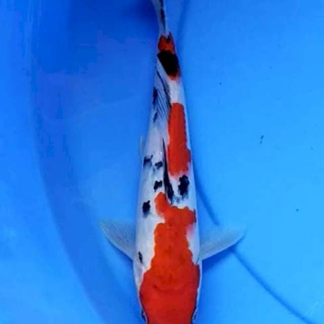 Sanke 24 cm