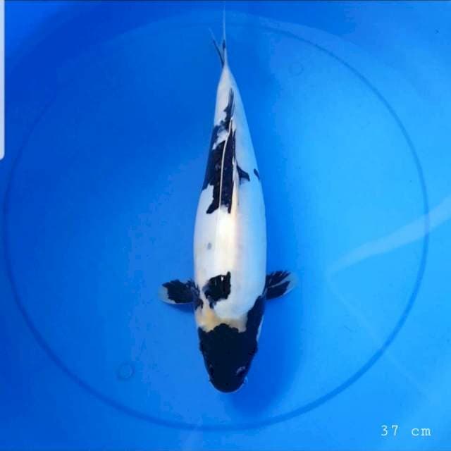 Shiro doitsu 37 cm