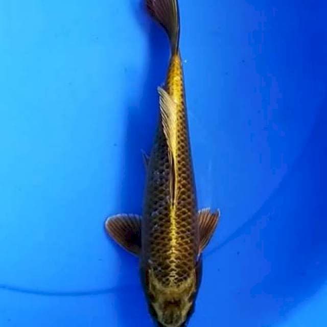 Mukashi gold 25 cm