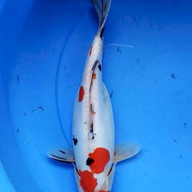 Sanke doits 34 cm