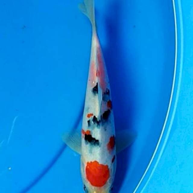 Tancho sanke 22 cm