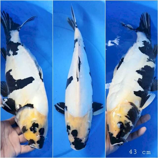Shiro doitsu 43 cm