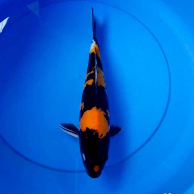 Doitsu showa 32 cm