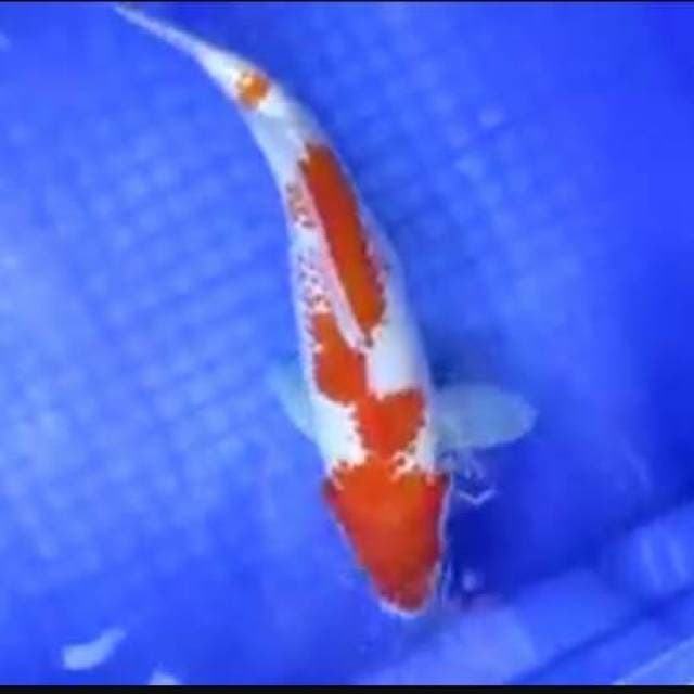 Kanoko 32