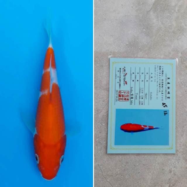 Matsue kohaku 15cm sertifikat