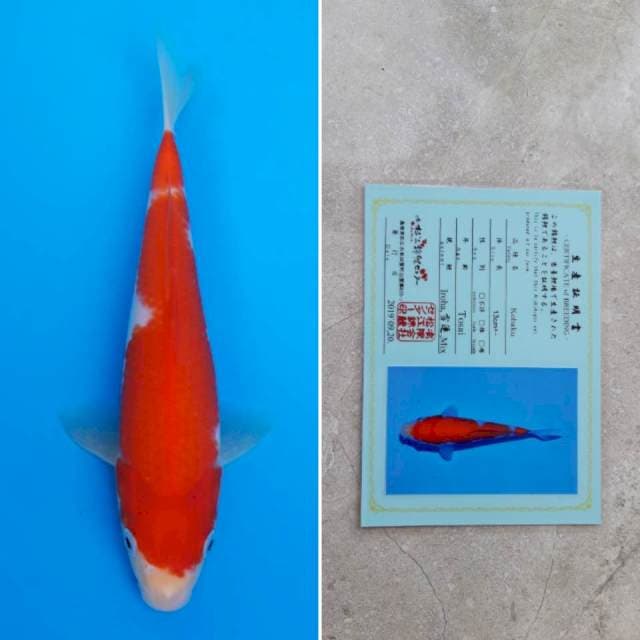 Matsue kohaku 21cm sertifikat