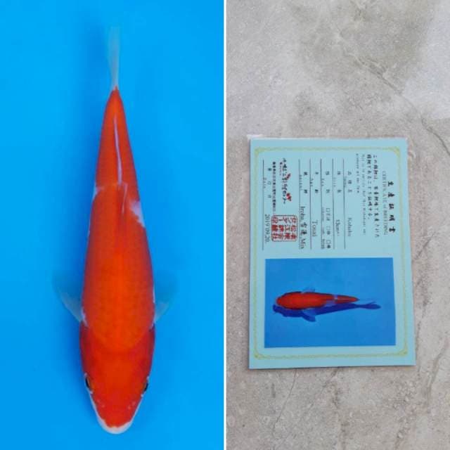 Matsue kohaku 19cm sertifikat
