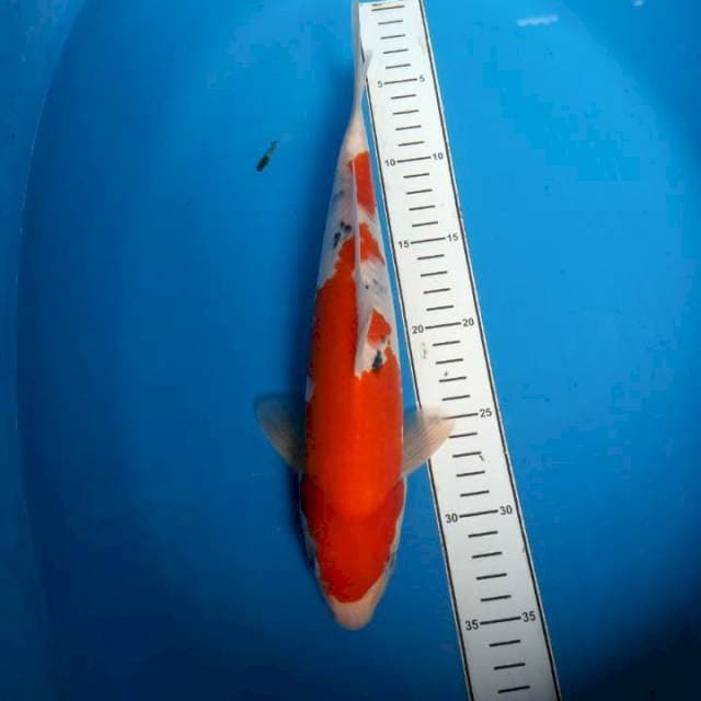 Sanke 33cm