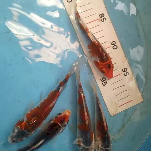 Ghosiki 15 sampe 20cm