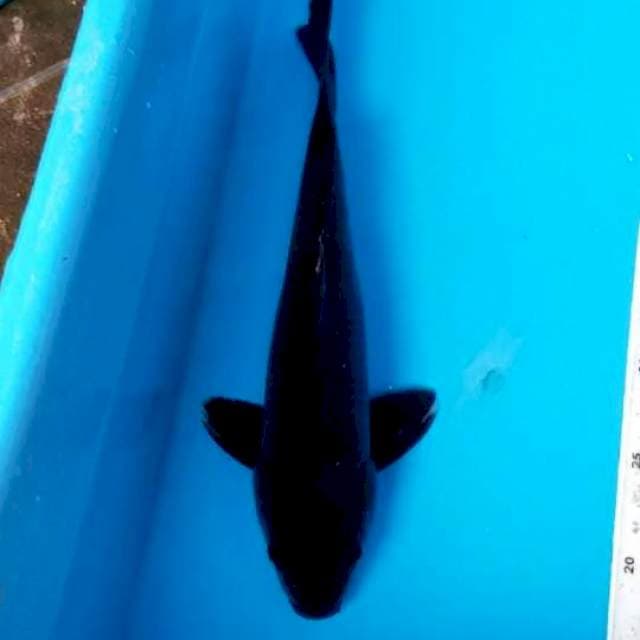 KARASHU 34 CM MALE