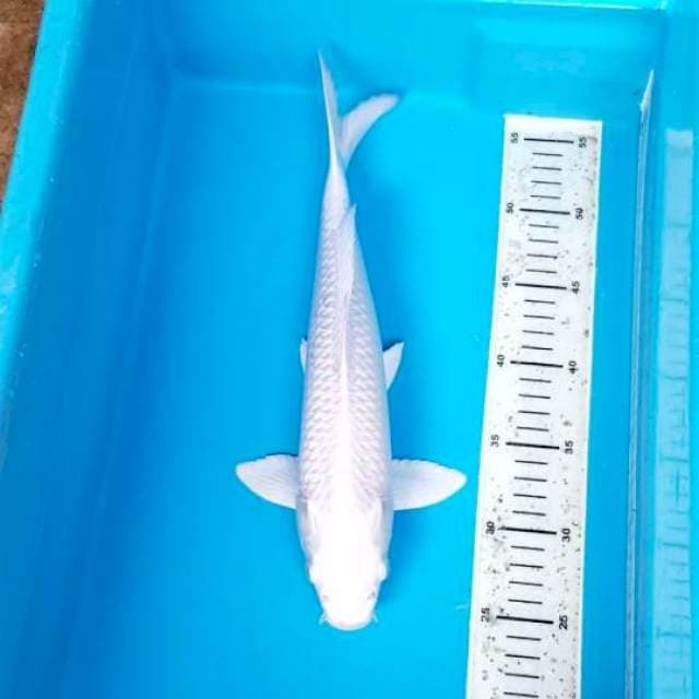 PLATINUM 34 CM. MALE