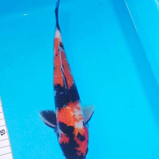Showa 25cm