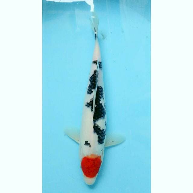 Tancho 29 cm