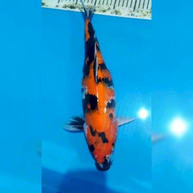 Hi showa 37cm siip