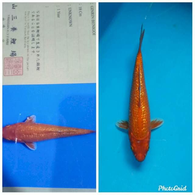 Ginrin benigoi import yamasan farm